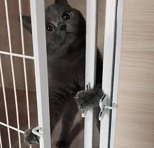 猫咪越狱被发现，对视3秒后，它的举动却让铲屎官笑喷了