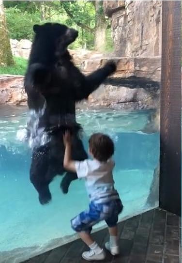 你跳我也跳！5岁男童和大黑熊隔着玻璃比跳高，逗笑路人和网友