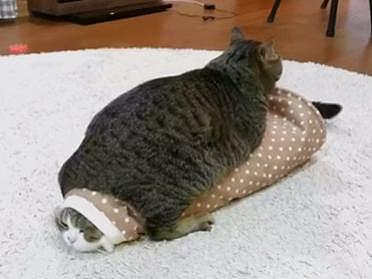 这只胖猫简直就是一个行走的表情包啊，网友：赶紧收图！