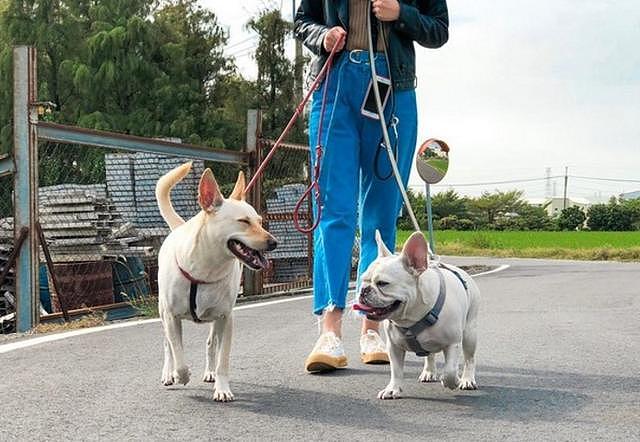 带爱犬散步竟遇上摩托车抢狗，硬扯牵绳还自备麻布袋实在太夸张！