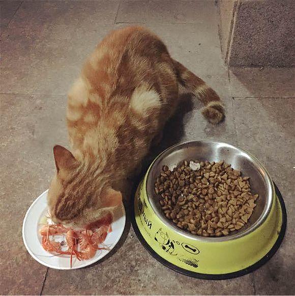 橘猫每天都来偷吃狗粮，还挺着大肚子以为怀孕了，后来看到两个球