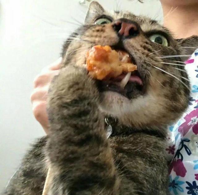 一只偷吃炸鸡被抓的猫：我这么不顾形象，吃口肉都不行吗？