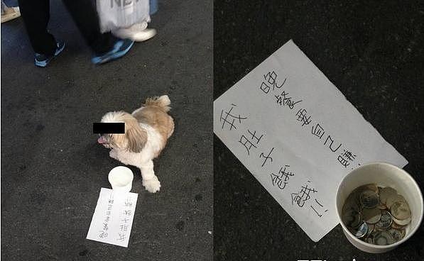 狗狗在街上被迫乞讨！趴路中不敢动，摊贩呛：我有犯法吗？