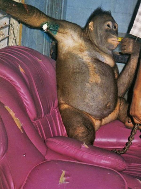 红毛猩猩全身毛被剃光，见人就摆性感姿势等着接客！