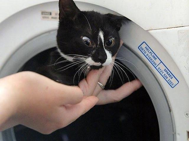 奶牛猫被困，拆机后成功救出，网友：我家洗衣机能暂停，猫呢