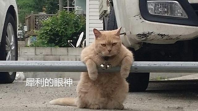 停车场偶遇一只橘猫，凶巴巴地盯着路人：好好倒车，这片归我管