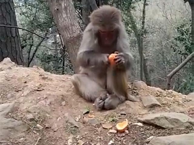 一只活的比你精致的猴子，剥橘子连上面的白丝都要撕干净！