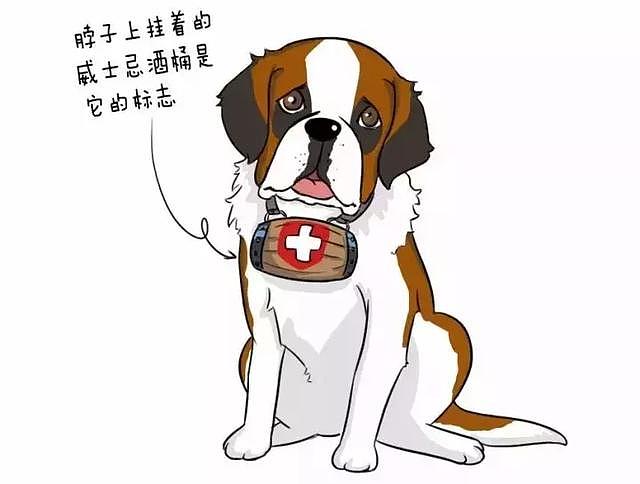 是瑞士国宝也是雪山绅士，从古至今这群狗狗救过2500多条人命