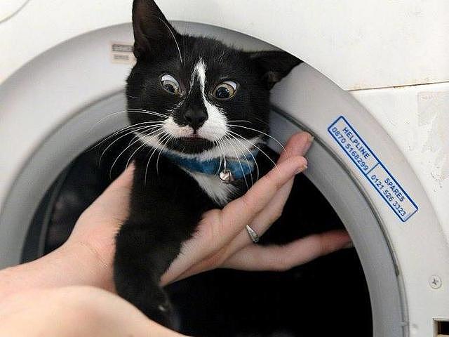 奶牛猫被困，拆机后成功救出，网友：我家洗衣机能暂停，猫呢