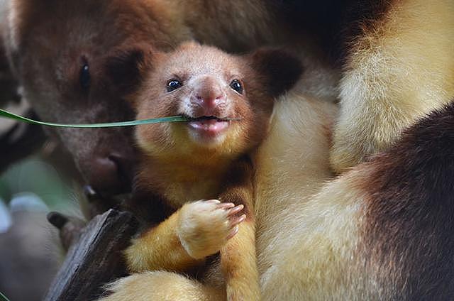 濒临绝种树袋鼠宝宝36年后首度亮相，躲在育儿袋害羞探头照片曝光
