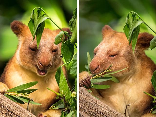 濒临绝种树袋鼠宝宝36年后首度亮相，躲在育儿袋害羞探头照片曝光