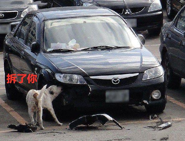 男子发现车位被狗占了，踢了一脚赶走后，没想到代价却是3000元