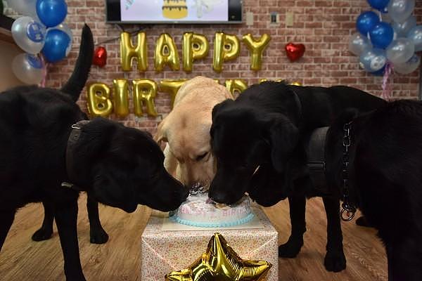 最萌警犬过1岁生日啰！6只狗狗吃蛋糕、放风玩耍整日