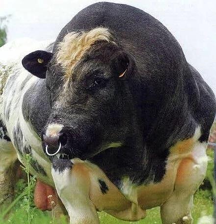 牛界中的”巨石强森“，这块头是多少健美的人士的梦想啊！