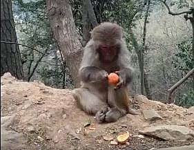 一只活的比你精致的猴子，剥橘子连上面的白丝都要撕干净！