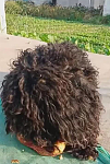泰迪犬的毛发杂乱不堪，对生活充满着憧憬，偶尔吃一次红薯很开心