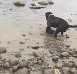 第一次去海边玩的狗狗：铲屎的快来帮我！这有个大宝贝！