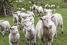 小苏打可长期喂羊吗？小苏打在羊饲料中的作用是什么？养羊人必看