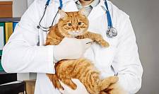 养猫手册：公猫尿闭的快速治疗方法