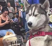 主人去喝啤酒，哈士奇非要尝一口喝嗨了，狗狗：再来一杯！