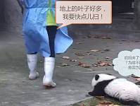奶妈打扫熊猫宿舍，黏人团子穷追不舍到自闭：你别再闪躲，抱我！