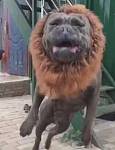 狗狗脸型特别丑，戴上围脖像狮子，可怜没有自由！