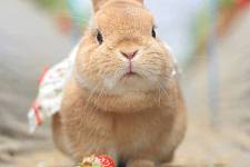 兔子喝水后为什么会拉肚子？