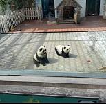 质疑动物园“熊猫犬”，也要看到噱头背后的困局
