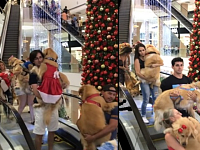 巴西购物商场开放狗狗日满满汪星人出没超疗愈！