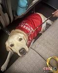 特别之旅：拉布拉多导盲犬与主人的温馨航班