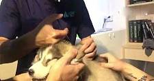 网友带哈士奇去打疫苗，结果狗子的表现医生都笑疯了：太浮夸！