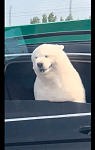 高速路上萨摩耶将头探出车窗外，都快吹成北极熊了，它还挺享受？
