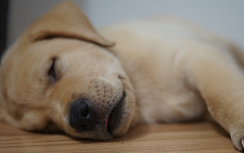 狗狗半夜不睡觉的5种原因：看完第1条，铲屎官表示好暖心！
