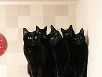 黑猫辟邪？一位网友养了五只黑猫，竟发现奇妙之处
