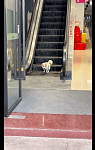 狗狗会自己坐直行电梯下来，提前在梳齿板前起跳，避免被卷入扶梯