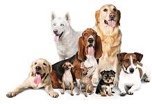 排名前十名的宠物狗品种，看看你家的狗狗上榜了没