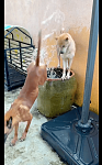 两只狗狗太热了，主人给它们放了一缸的水，它们排队入缸泡澡！