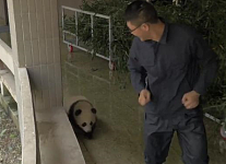 熊猫宝宝迈着小短腿追赶饲养员，结果小家伙不看路，网友心疼坏了