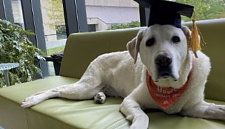 一只获得博士学位的拉布拉多治疗犬