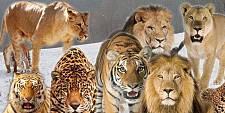 为什么猎豹的体型比猫大很多倍，它们不都是猫科动物吗？
