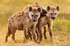 吃饭排在幼崽之后，雄性斑鬣狗的地位有多低？为何不离开群体？