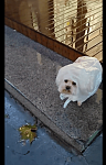 下雨天主人给狗狗套上塑料袋，它一脸的嫌弃：我想换个大方的主人