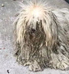 狗狗被抛弃两年，毛发打结看不到面部，收养后颜值逆天！