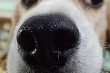 有的狗狗鼻子不黑，到底是什么原因