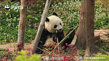 高萌9连拍！熊猫吃到翘脚竹子