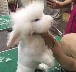 带兔子去美容店修毛，小哥顺手给修成泰迪