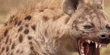 鬣狗为什么会很害怕非洲人？看完默默难受，镜头拍下全过程！