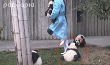 奶妈只跟别的熊猫玩，它生气了，网友：场面一度失控