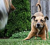 狗狗“伸懒腰”，不只是拉伸筋骨，还有其他意思