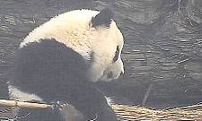 熊猫爱上新零食，饲养员一看有点懵：国宝也不能这样没素质